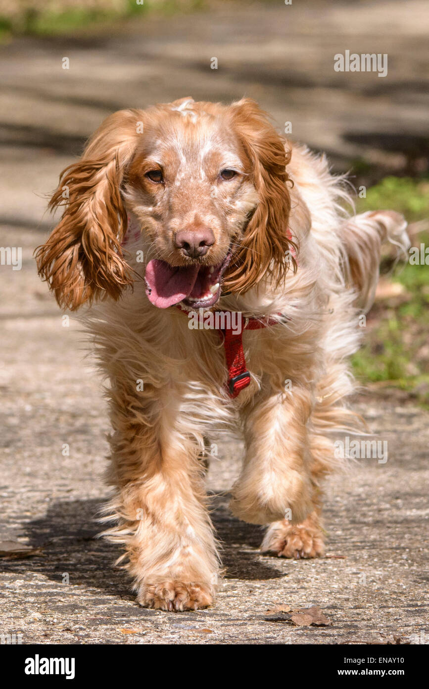 Working Cocker Spaniel, lemon roan, enjoying a forest walk Stock Photo -  Alamy