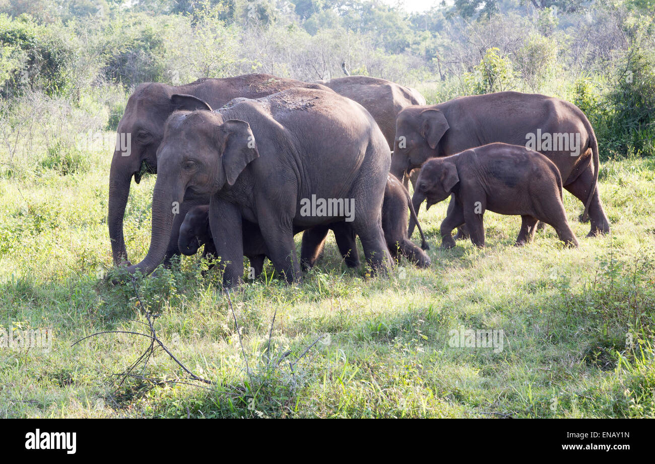 Wild elephants in Hurulu Eco Park biosphere reserve, Habarana, Anuradhapura District, Sri Lanka, Asia Stock Photo