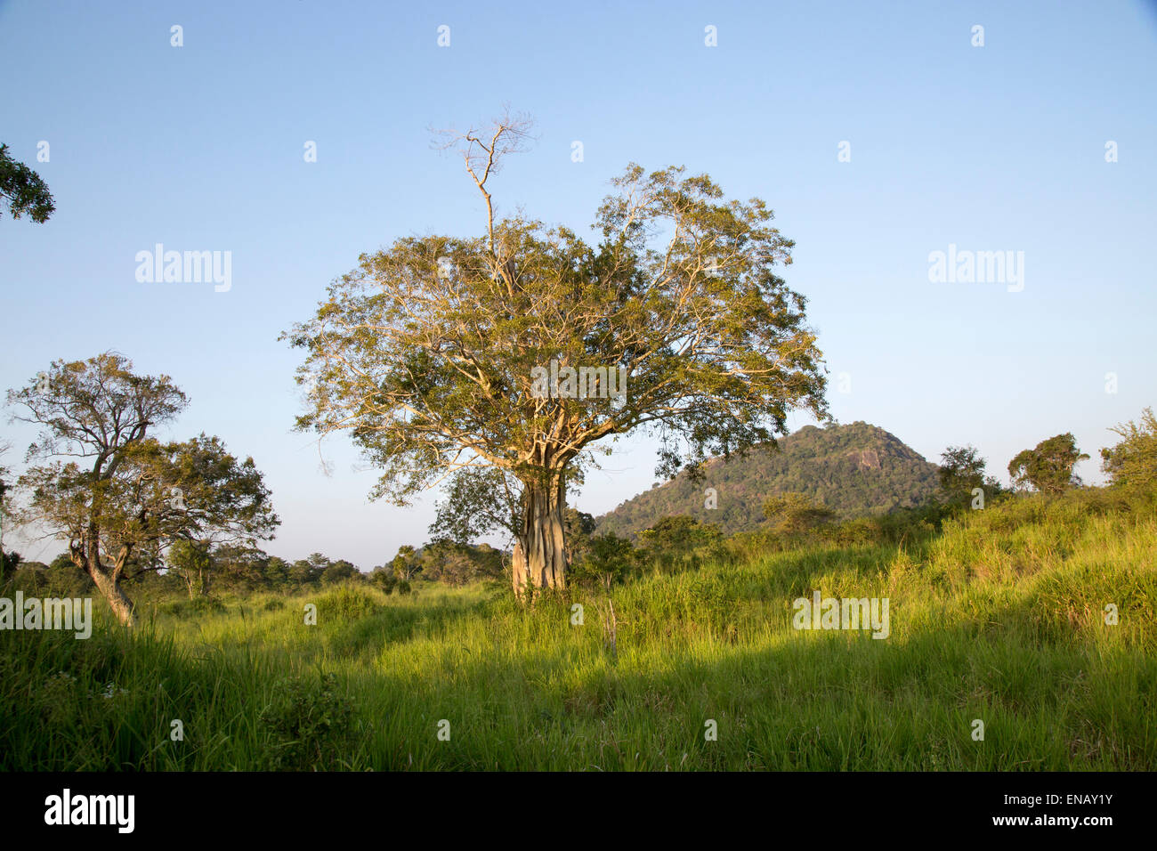 Lowland dry forest vegetation, Hurulu Eco Park biosphere reserve, Habarana, Anuradhapura District, Sri Lanka, Asia Stock Photo