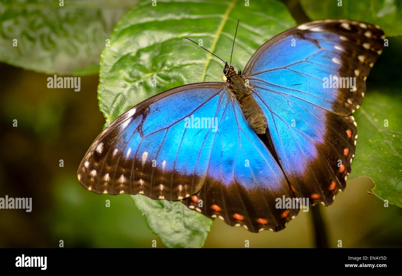 The Peleides Blue Morpho, Common Morpho, or The Emperor Morpho peleides is an iridescent tropical butterfly found in Mexico Stock Photo