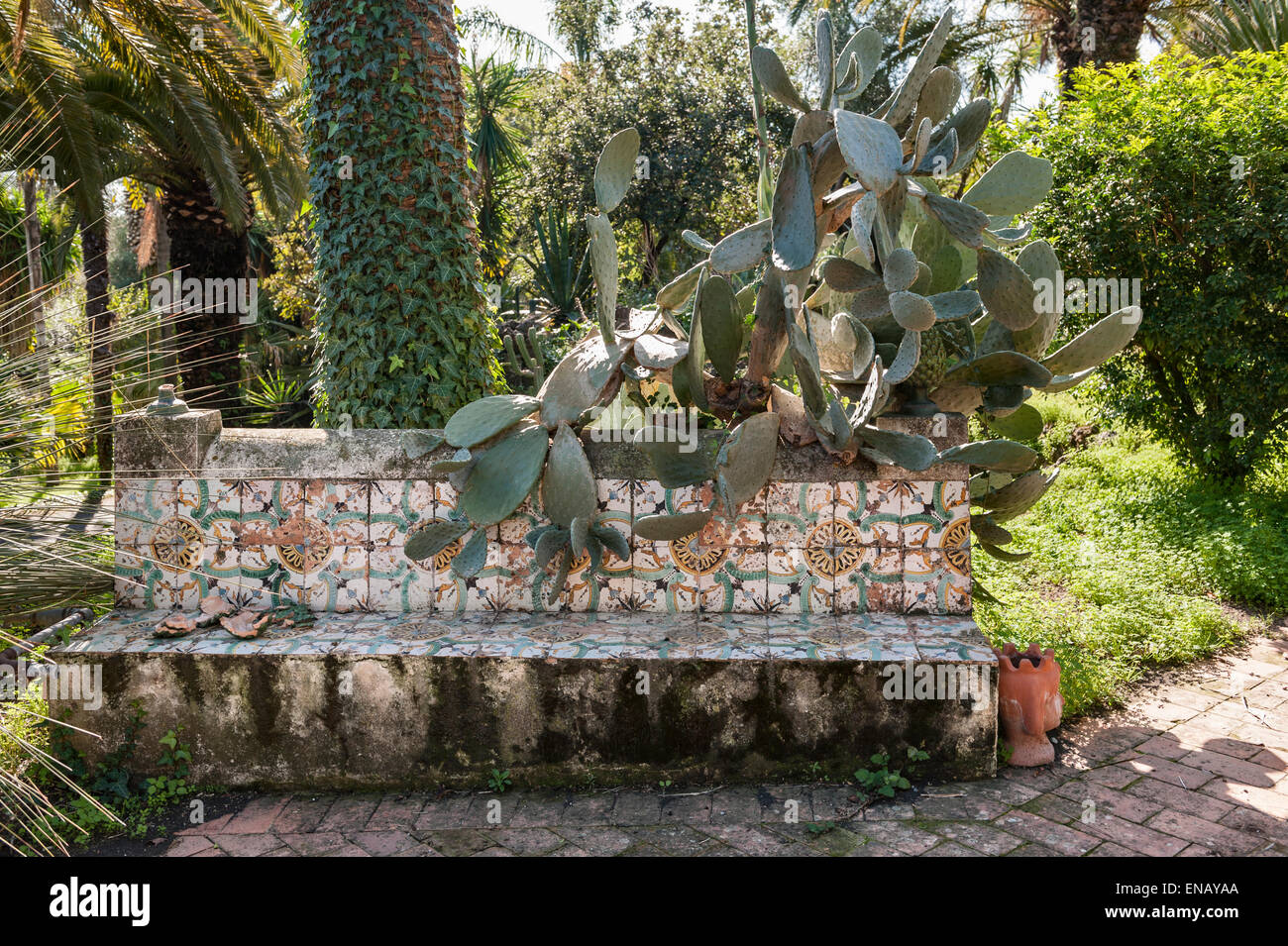Prickly pear cactus growing over a garden seat made of traditional ceramic  tiles in the garden of Villa Paterno, Catania, Sicily, Italy Stock Photo -  Alamy