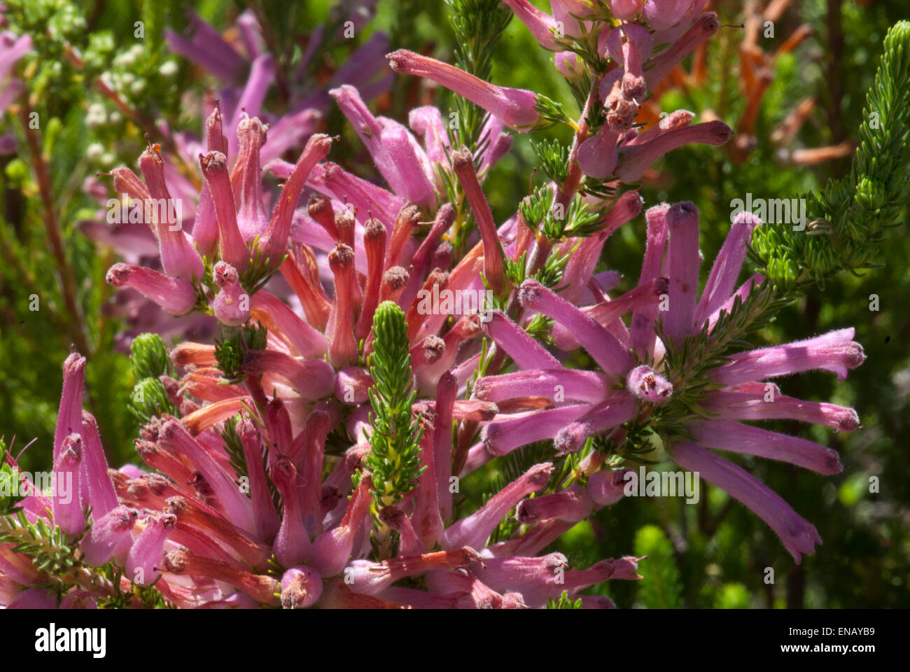 Erica verticillata. Kirstenbosch national botanical garden. Cape Town. South Africa Stock Photo