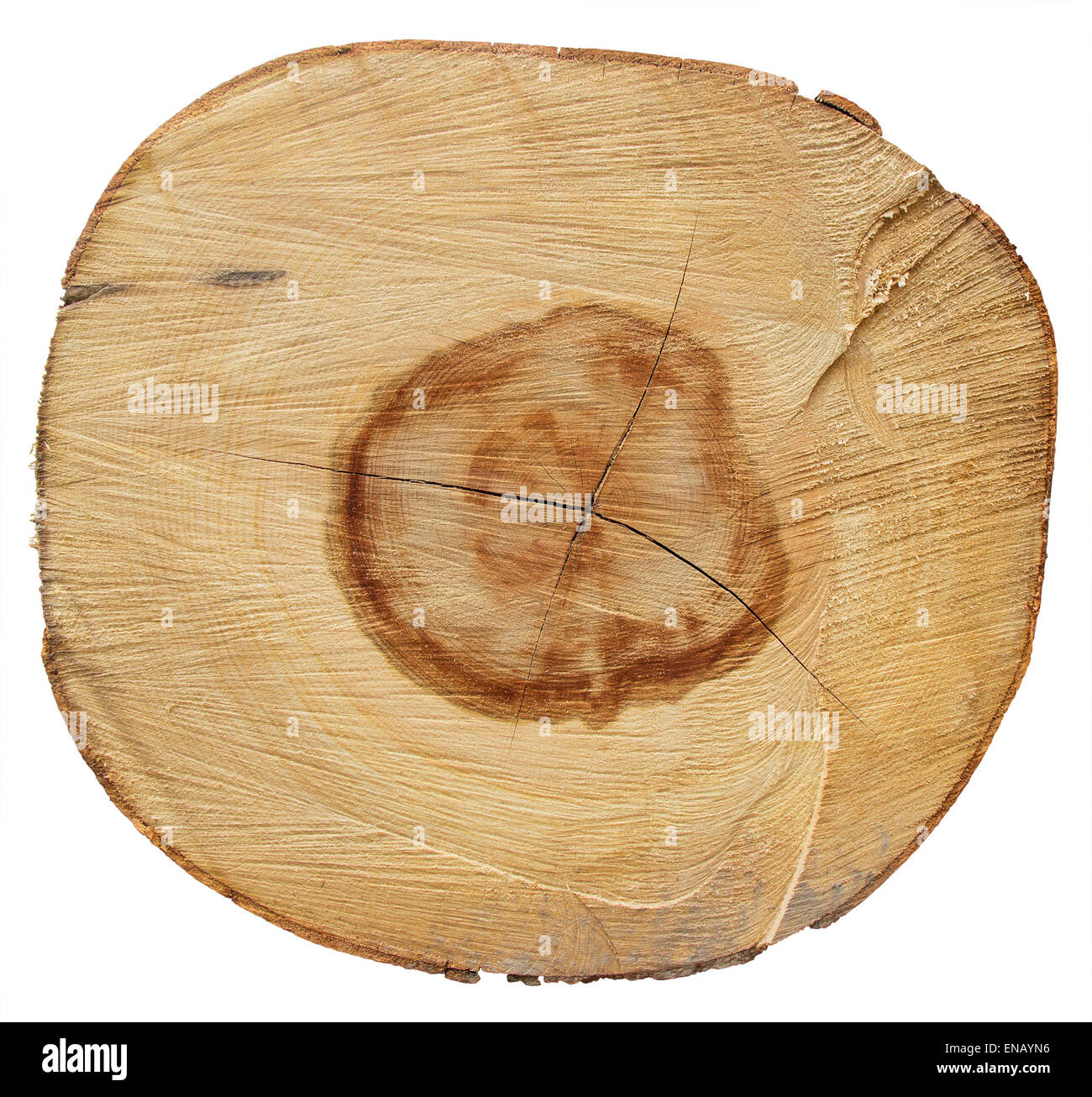 Cross section of tree trunk isolated on white background with Clipping Path Stock Photo