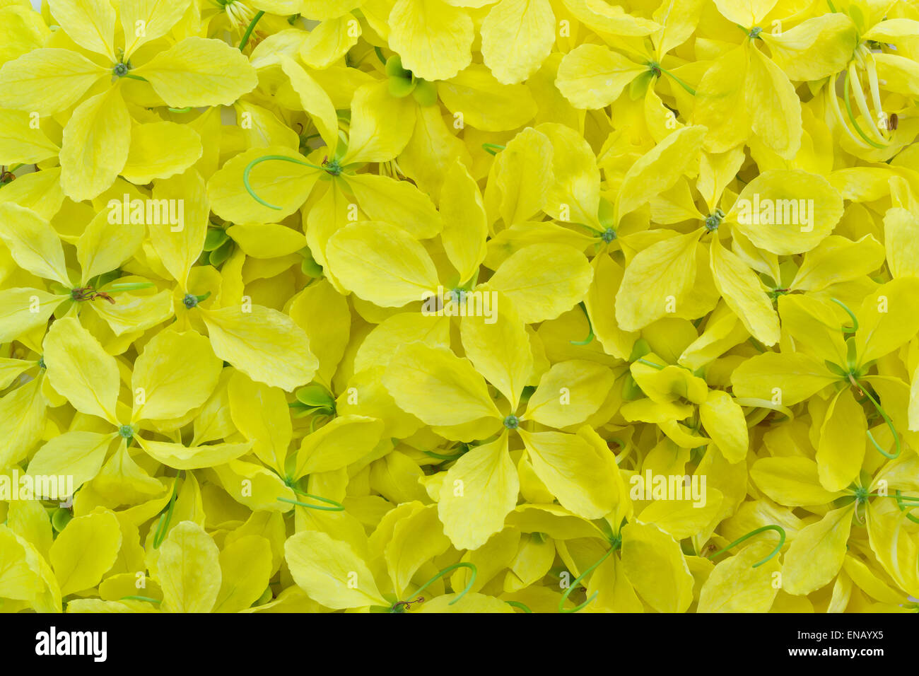 Cassia fistula known as Golden Shower flowers, yellow flowers background Stock Photo