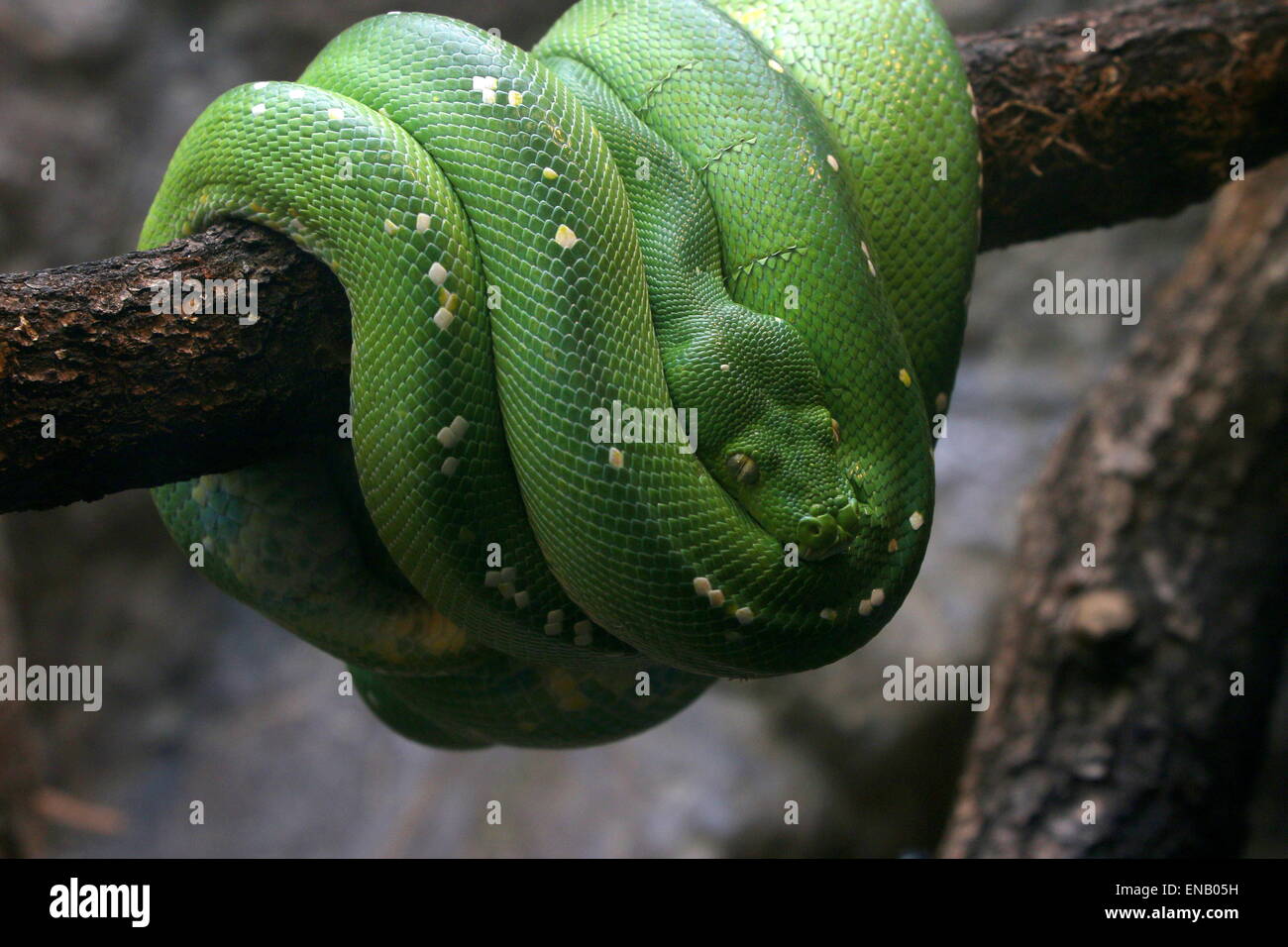 Southeast Asian Green tree python or Chondro (Morelia viridis) Stock Photo