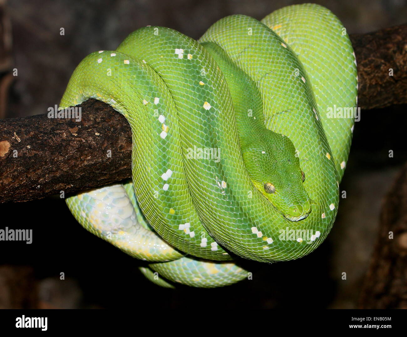 Southeast Asian Green tree python or Chondro (Morelia viridis), hanging from a branch, all coiled up Stock Photo