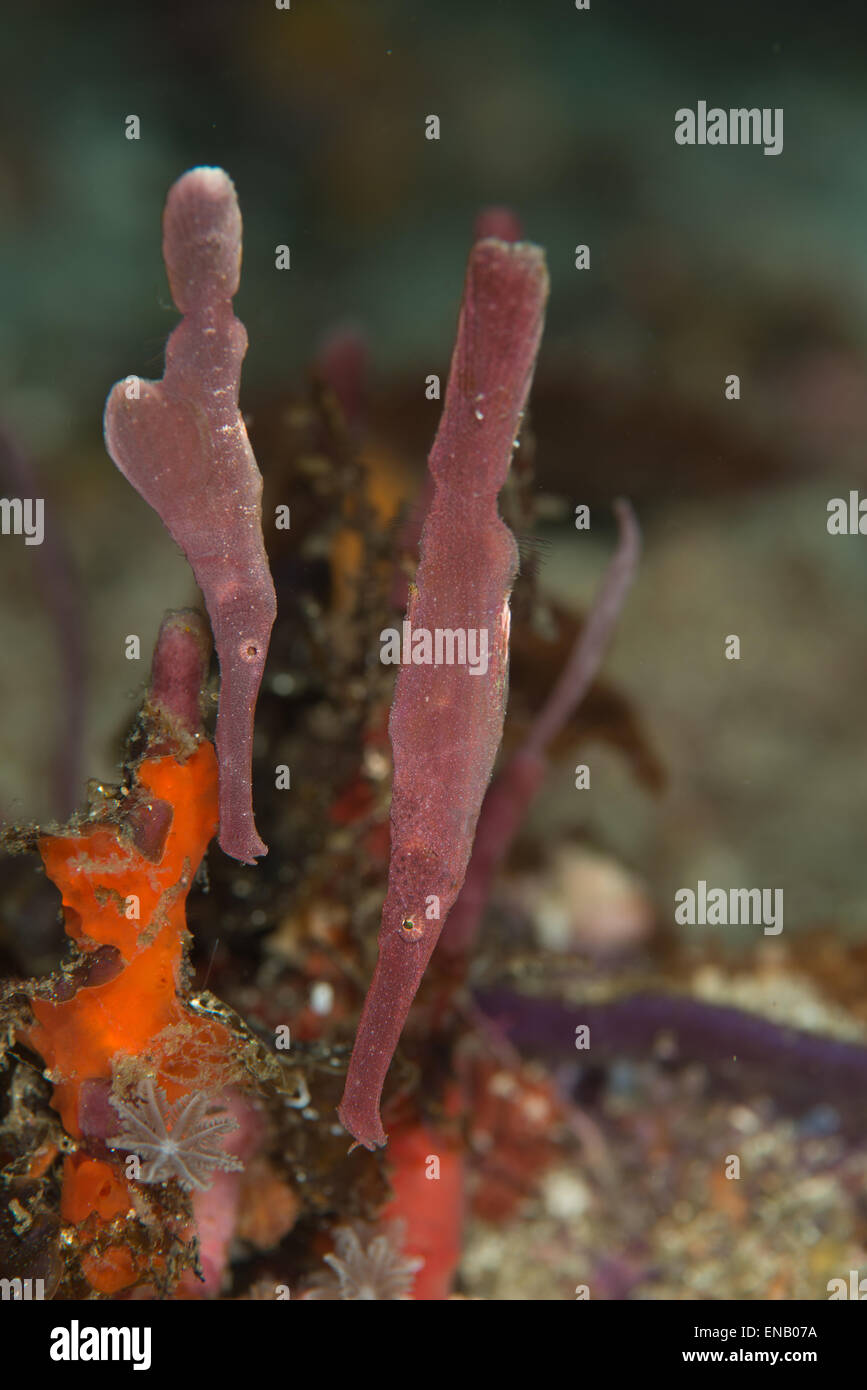 A pair of velvet ghost pipefish with eggs in the egg pocket from