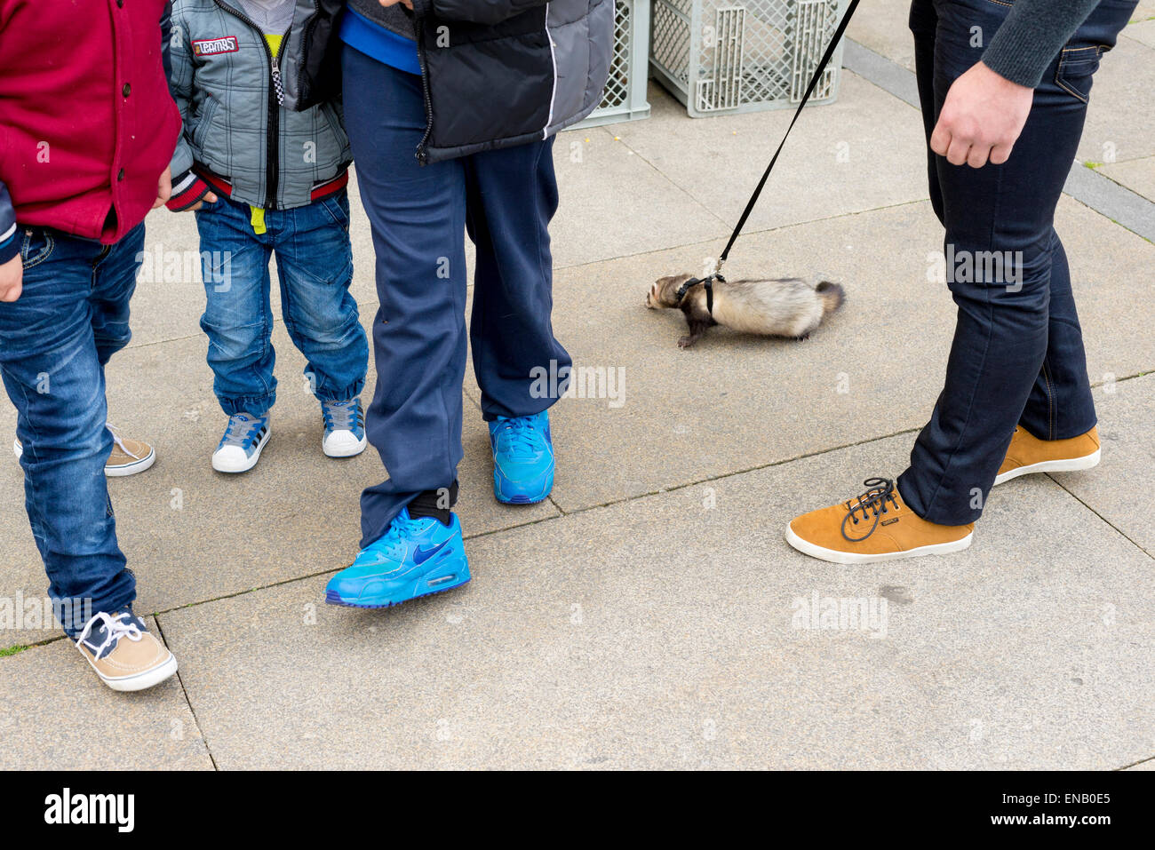 Adult and children walking A ferret (Mustela putorius furo) on a lead at a pavement Stock Photo