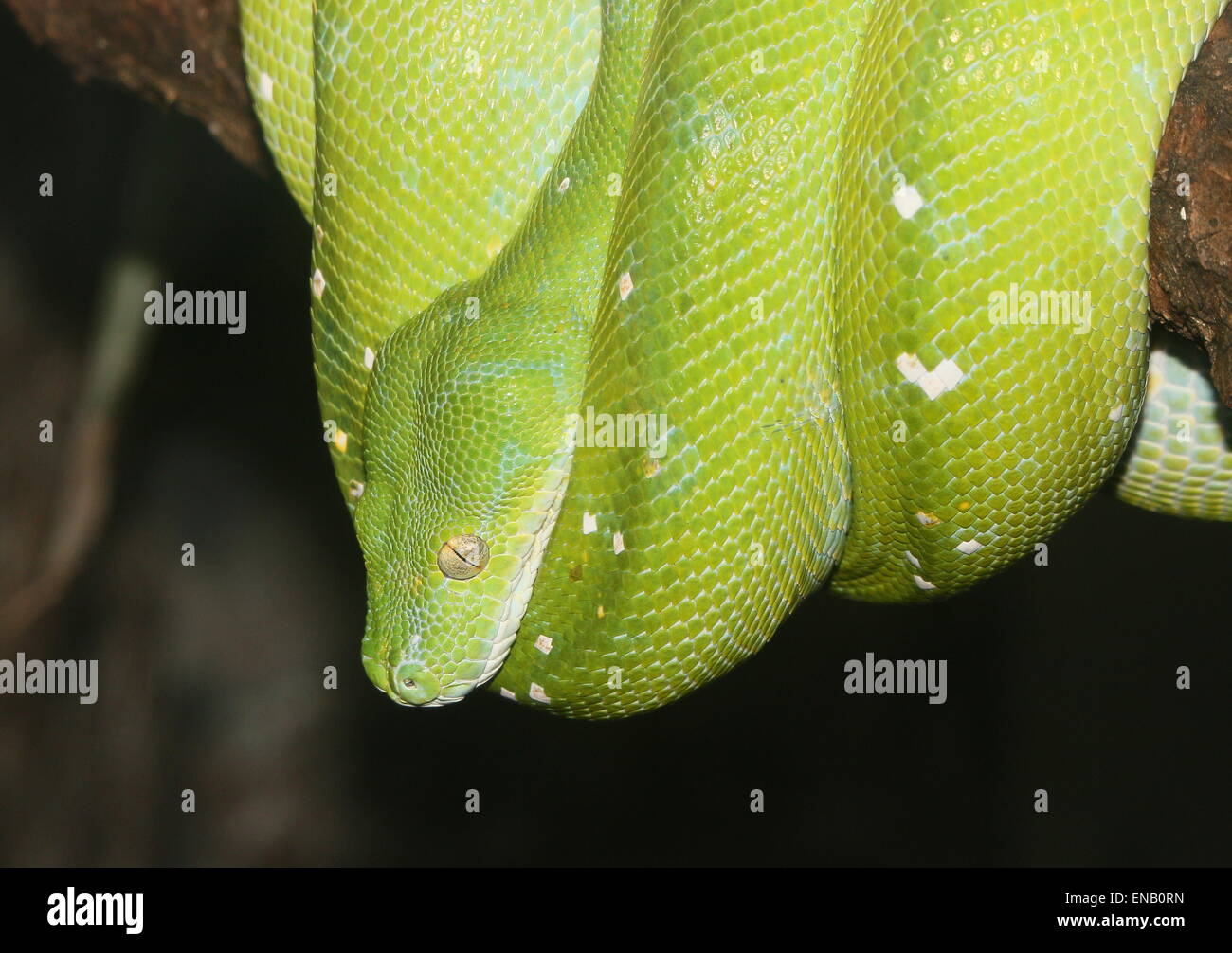 Southeast Asian Green tree python or Chondro (Morelia viridis) Stock Photo