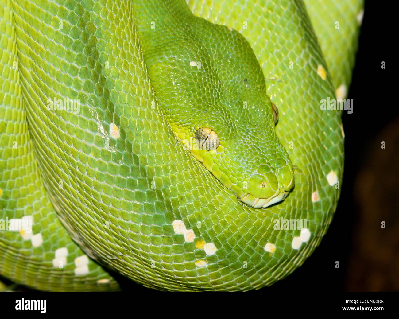Southeast Asian Green tree python or Chondro (Morelia viridis) close-up of head and eyes Stock Photo