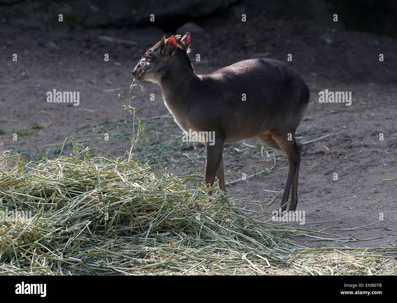Mature Blue duiker antelope (Cephalophus monticola) feeding on hay in Burgers Zoo, Arnhem, The Netherlands Stock Photo