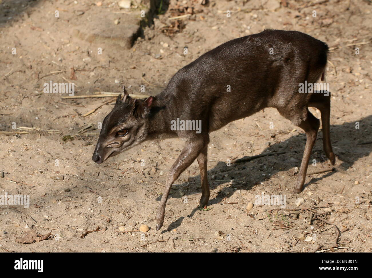 Mature African Blue duiker antelope (Cephalophus monticola) walking by at close range Stock Photo