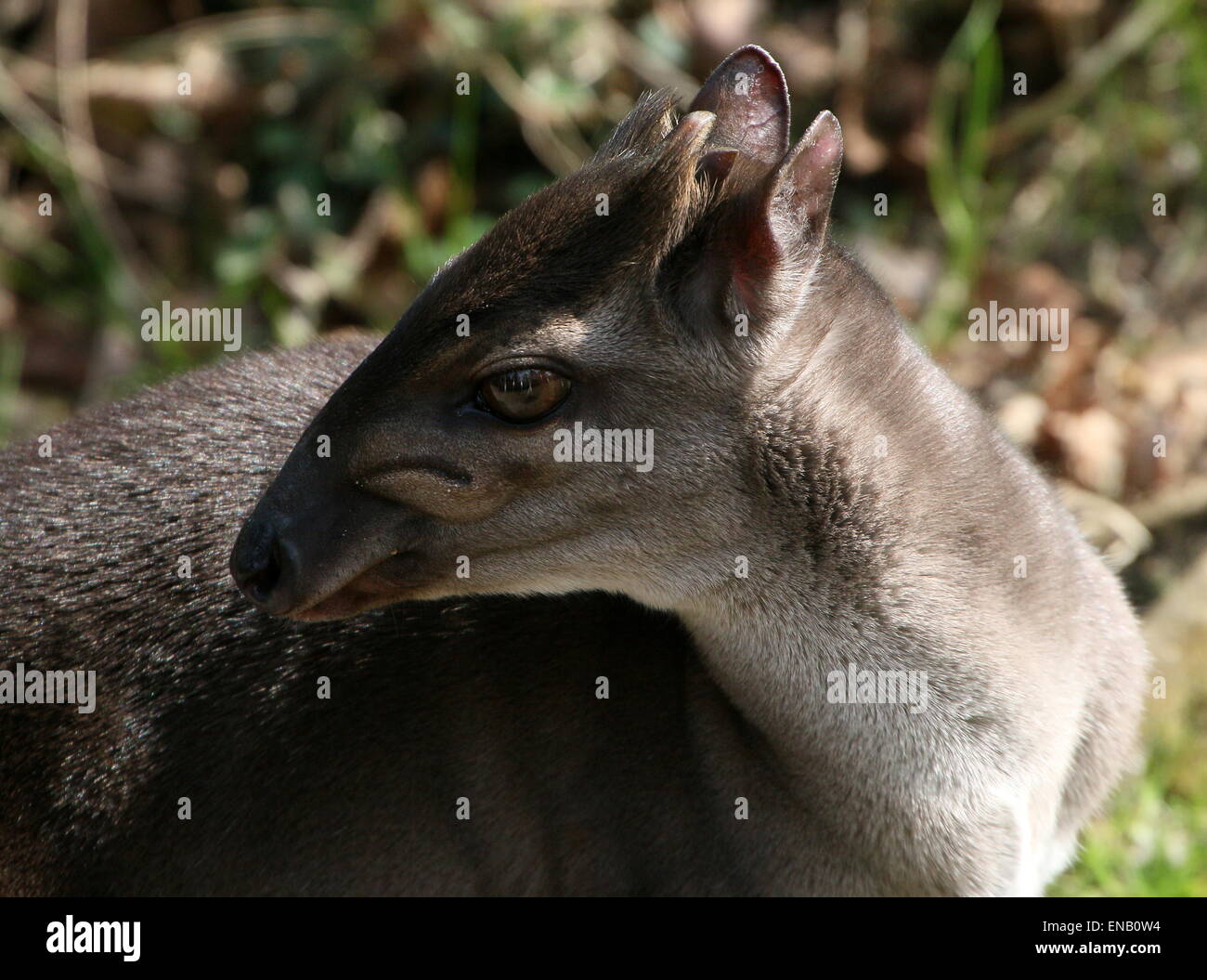 Mature Blue duiker antelope (Cephalophus monticola) portrait Stock Photo