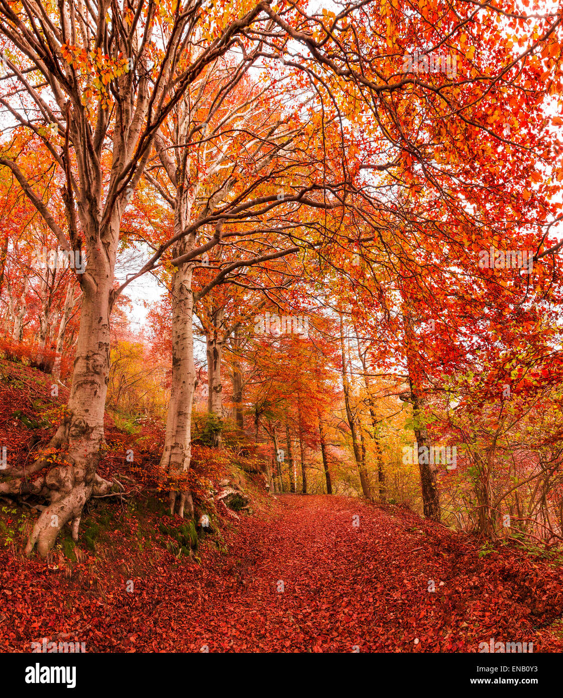 Autumn season in the regional park of Campo dei Fiori, Varese Stock Photo