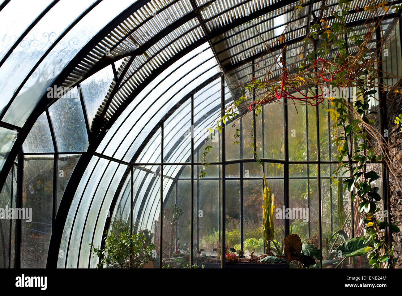 Plants growing in an old stylish greenhouse Stock Photo - Alamy
