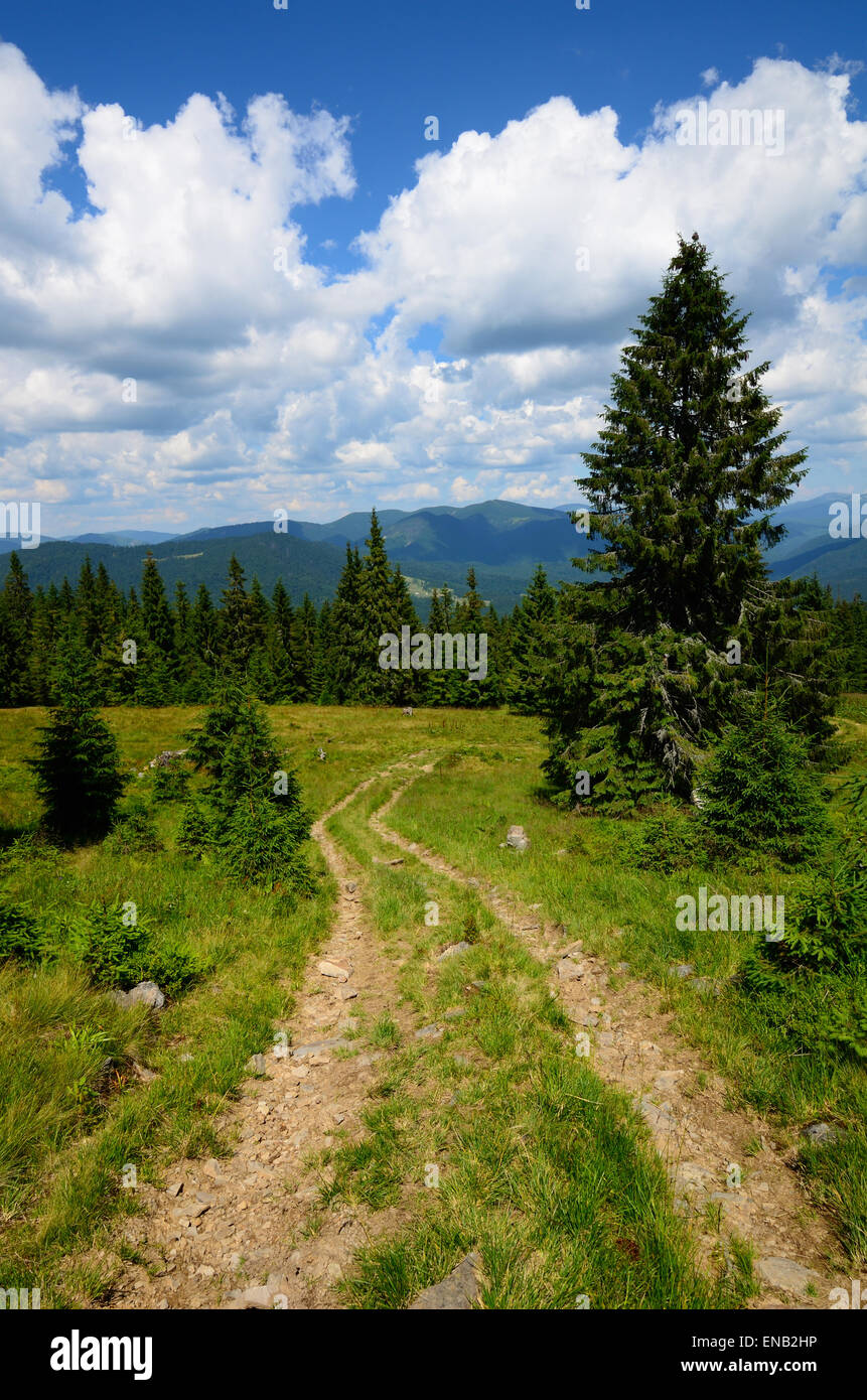 Big tree trail hires stock photography and images Alamy