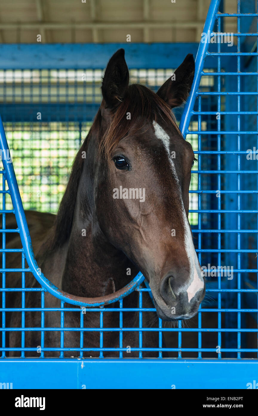 Race horse in stable. Stock Photo
