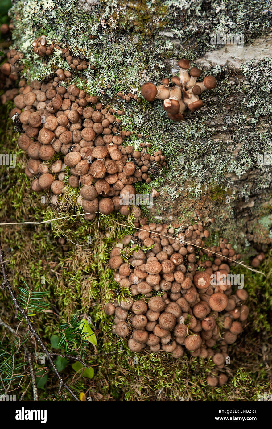 Wild mushrooms and lichen grow on the base of a forest tree, Acadia, Maine, USA Stock Photo