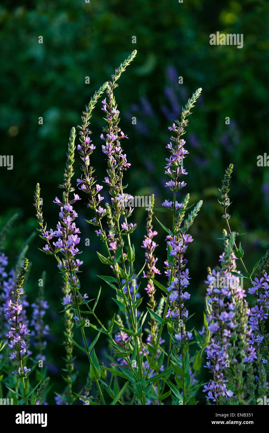 Bloom purple wildflowers hires stock photography and images Alamy