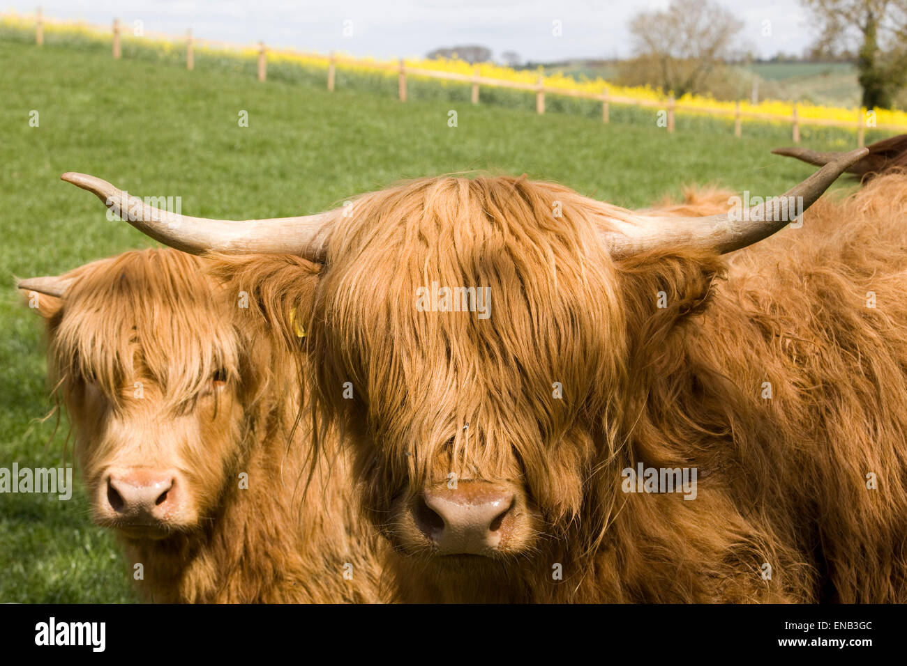 Highland cow and her calf in a meadow Stock Photo - Alamy