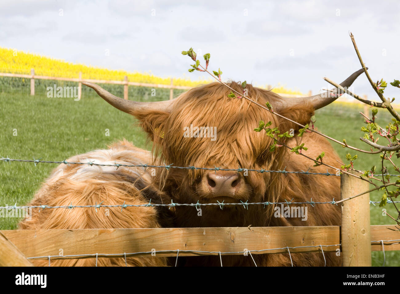 Highland cows in a meadow Looking through Barbed wire fence Stock Photo