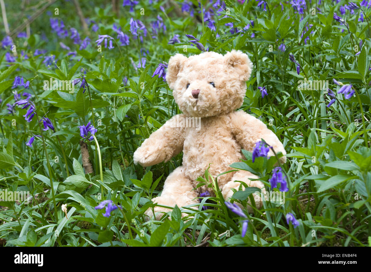Teddy Bear sitting on a the grass surrounded by Bluebells Stock Photo