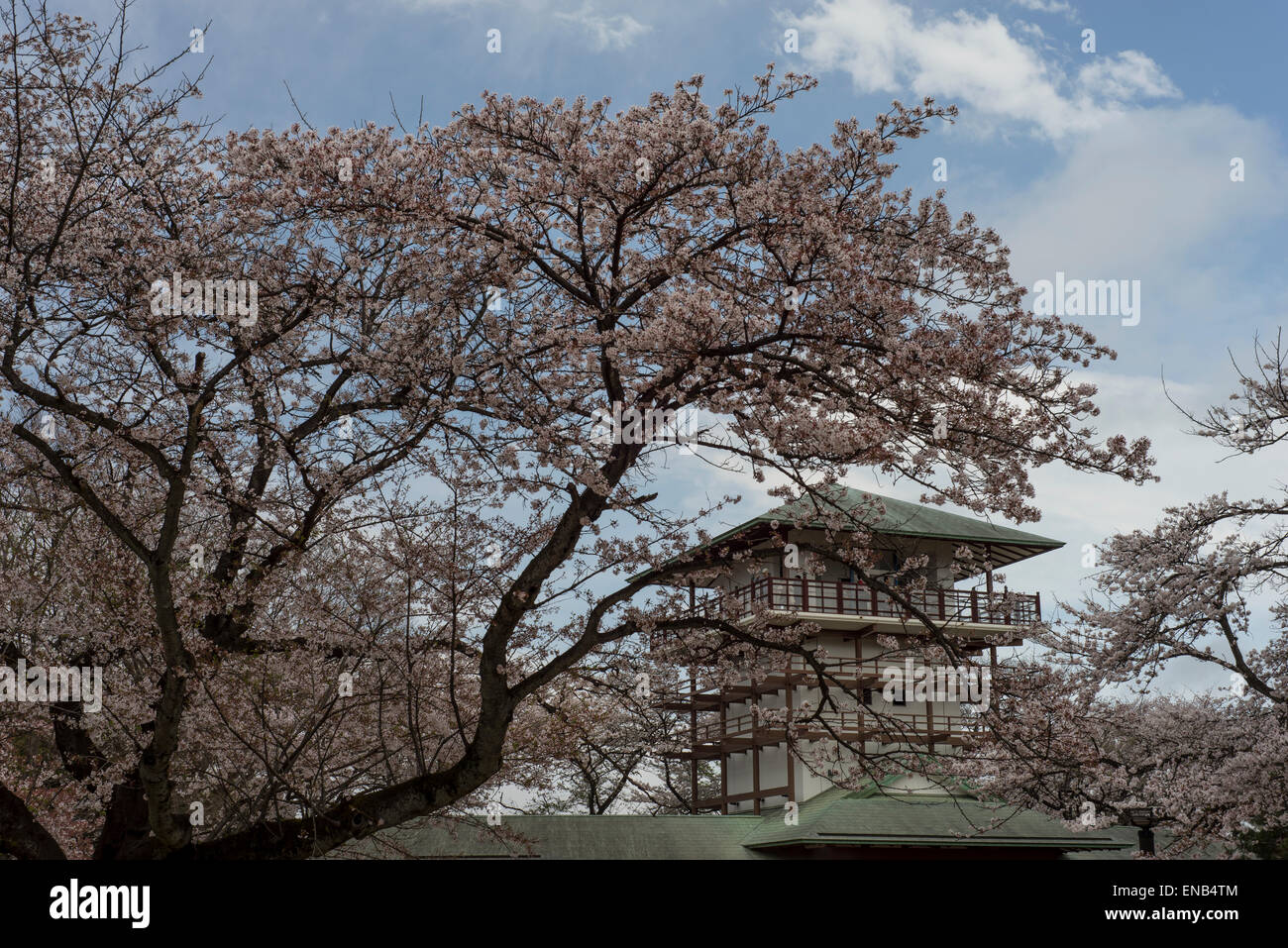 Cherry blossoms in full bloom at Ikuta park, Tokyo, Japan Stock Photo ...
