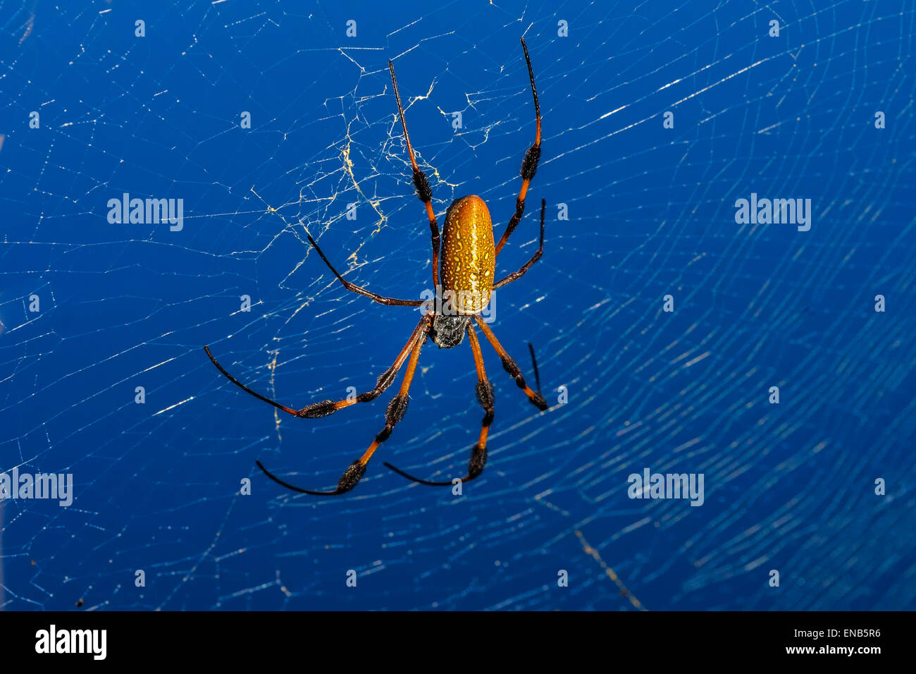 golden orb-web spider, nephila clavipes Stock Photo