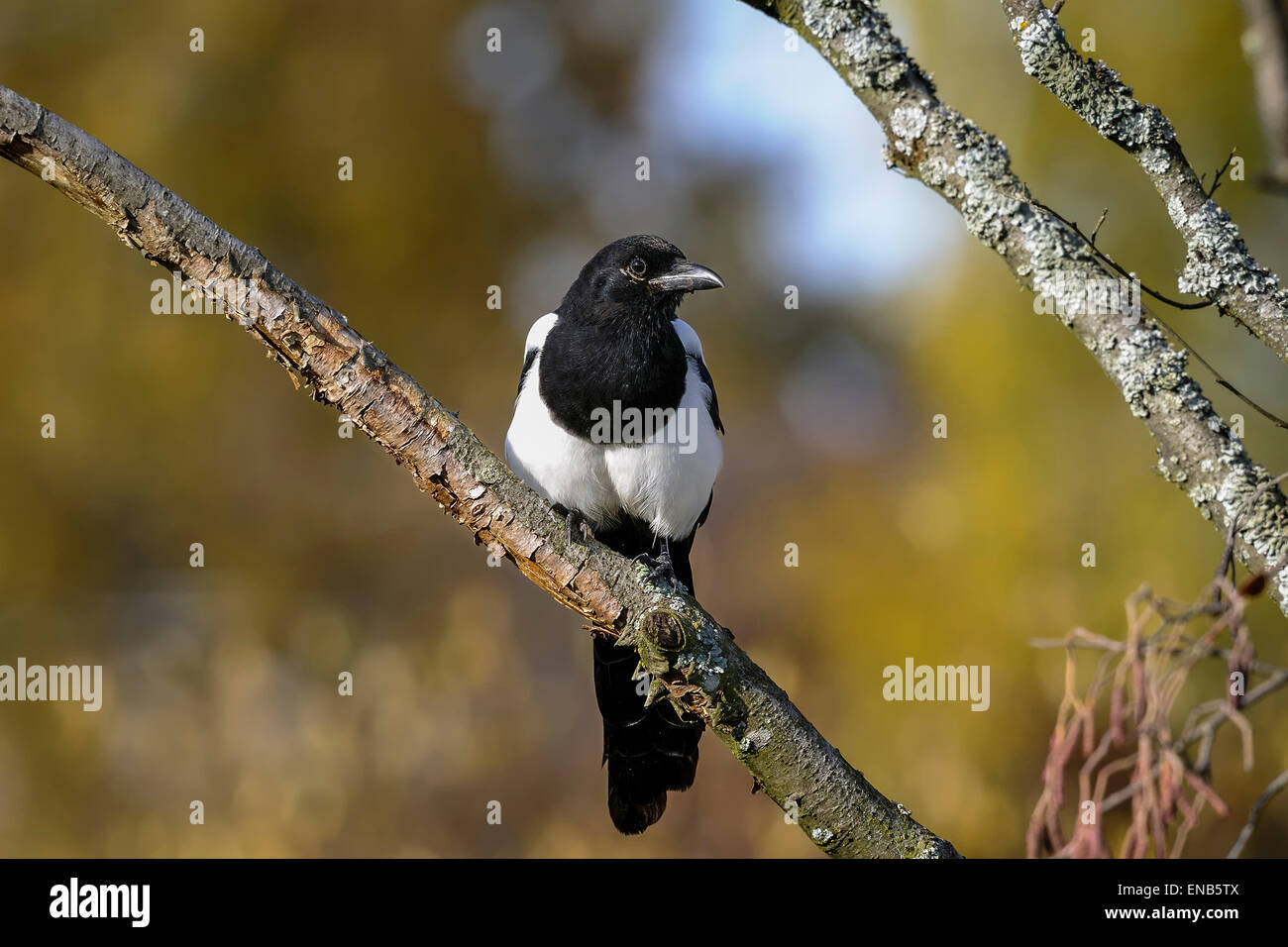 european magpie, pica pica Stock Photo