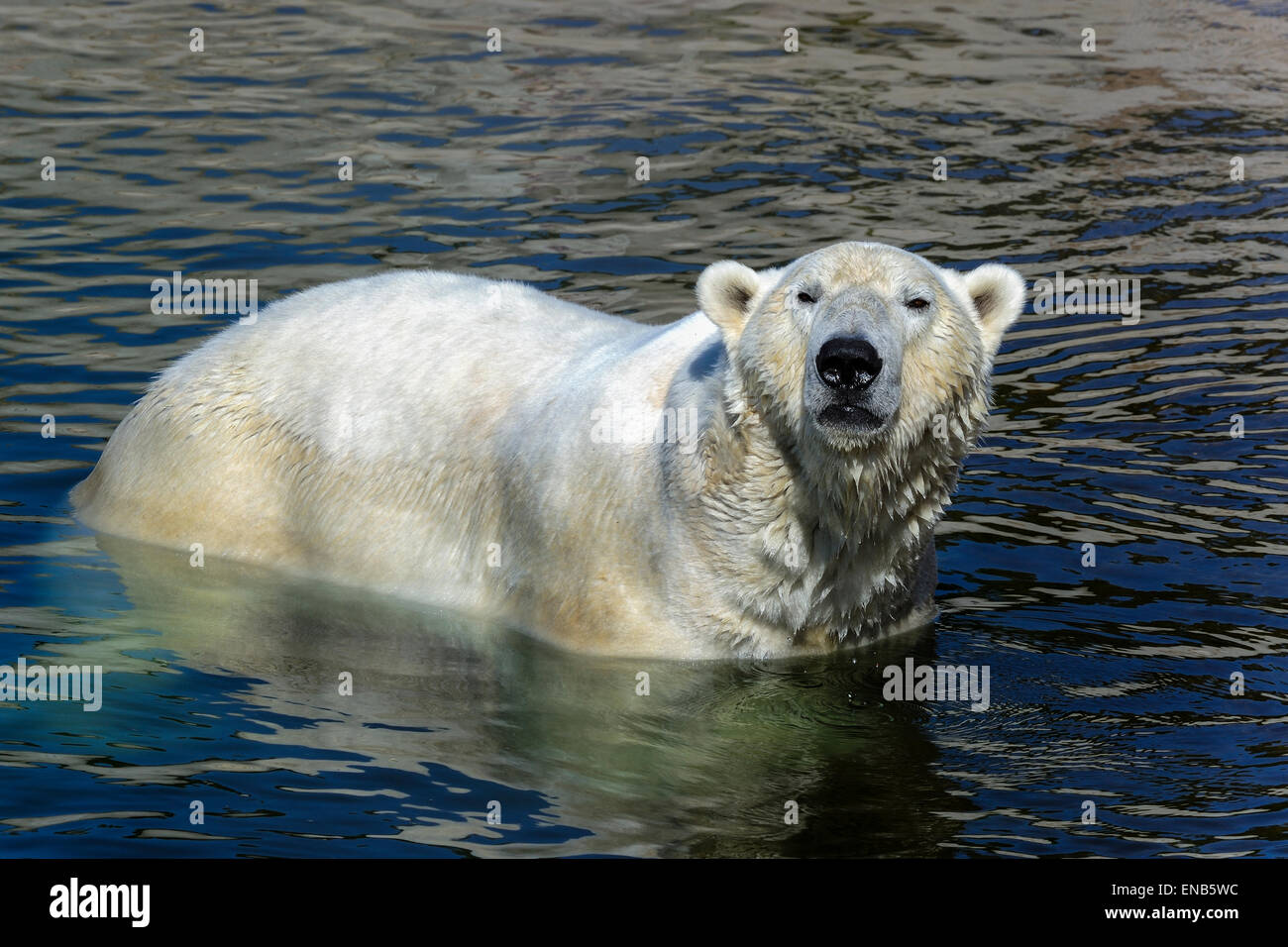 polar bear, ursus maritimus Stock Photo