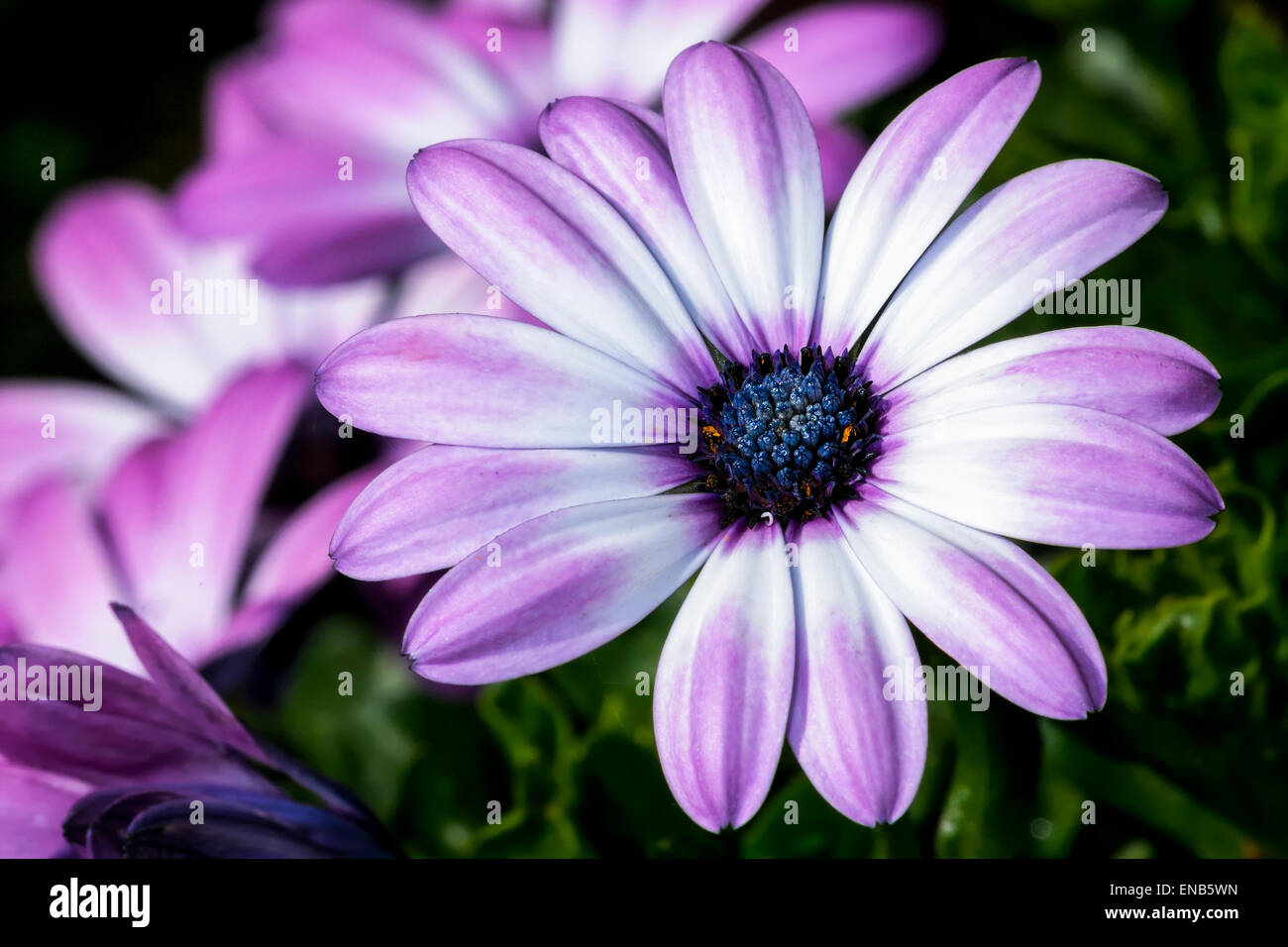 Osteospermum cultivar hi-res stock photography and images - Alamy