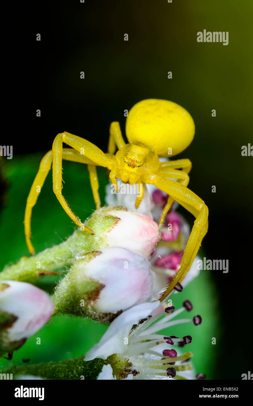 goldenrod crab spider, misumena vatia Stock Photo