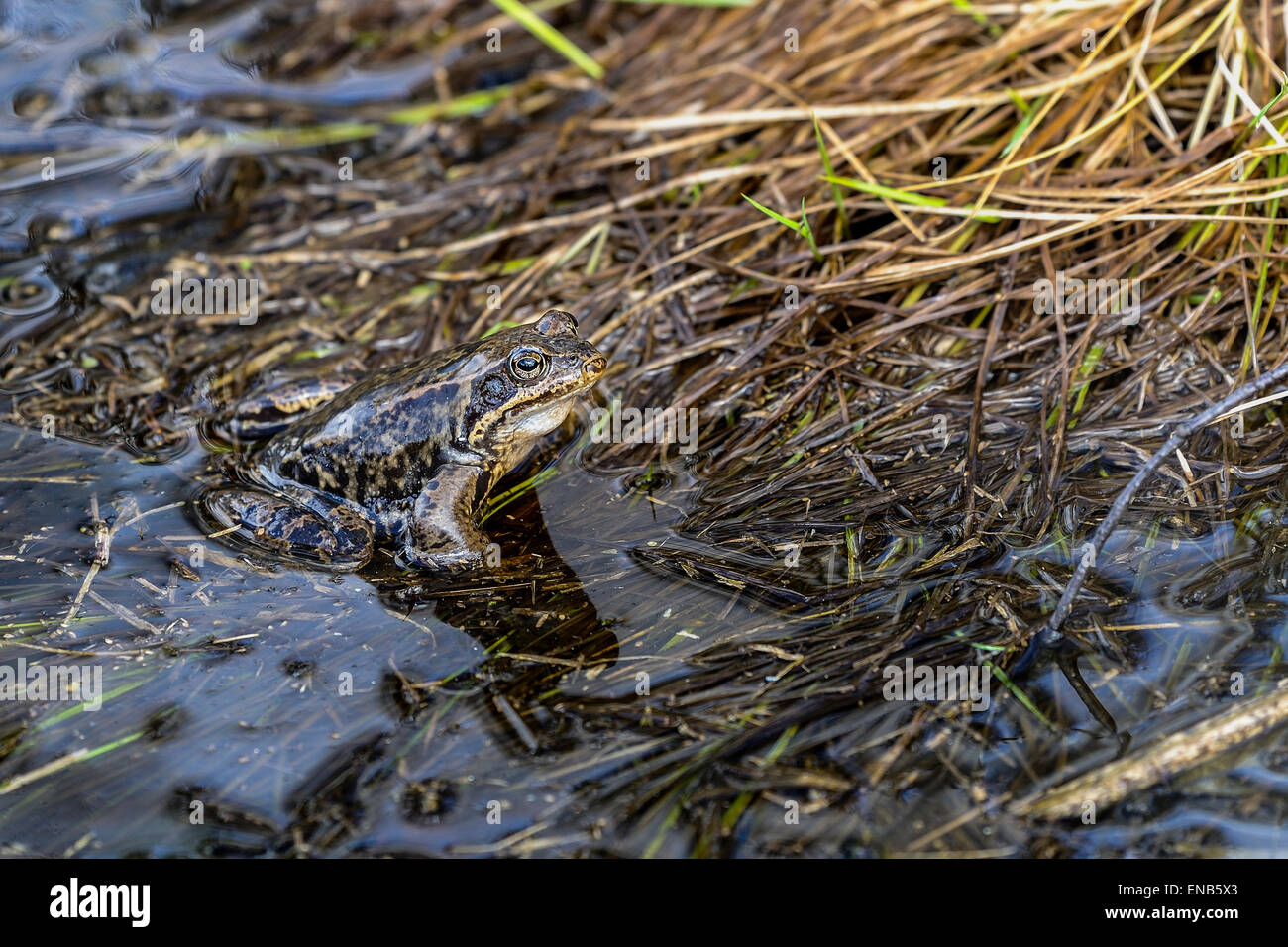 rana temporaria, common frog Stock Photo