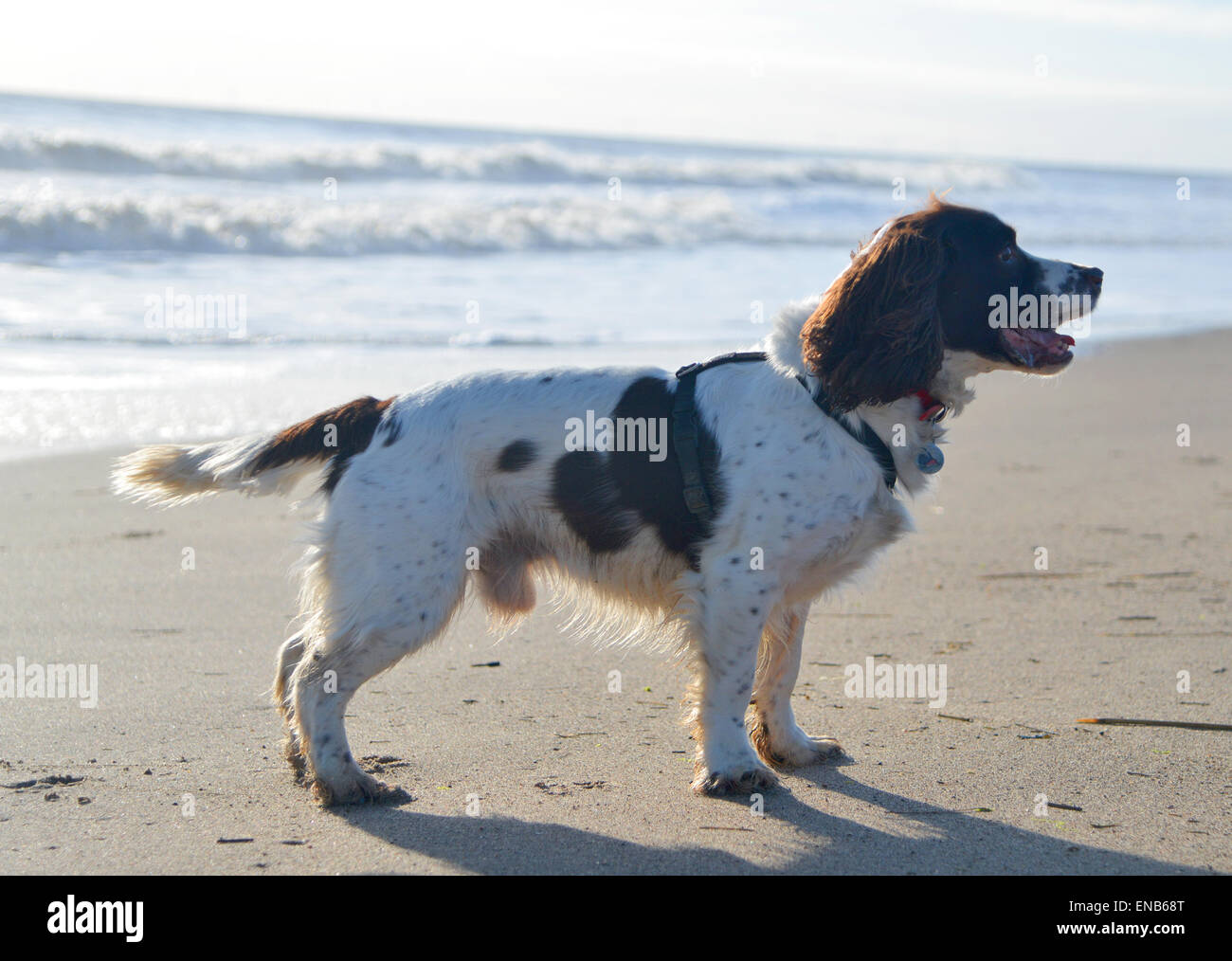 Happy English Springer Spaniel dog playing on the beach Stock Photo