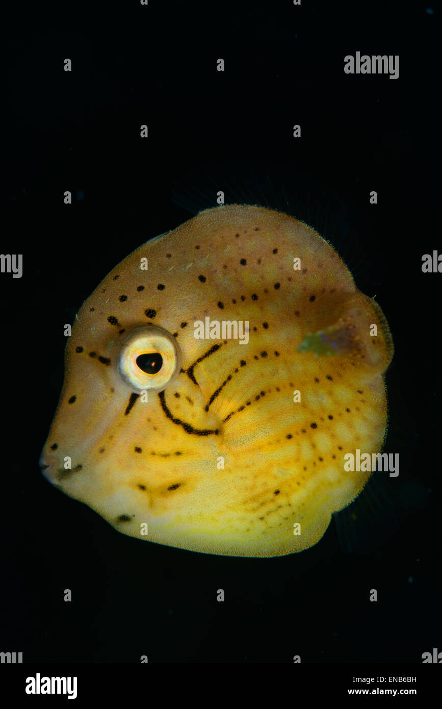 A juvenile yellow filefish with a black background Stock Photo