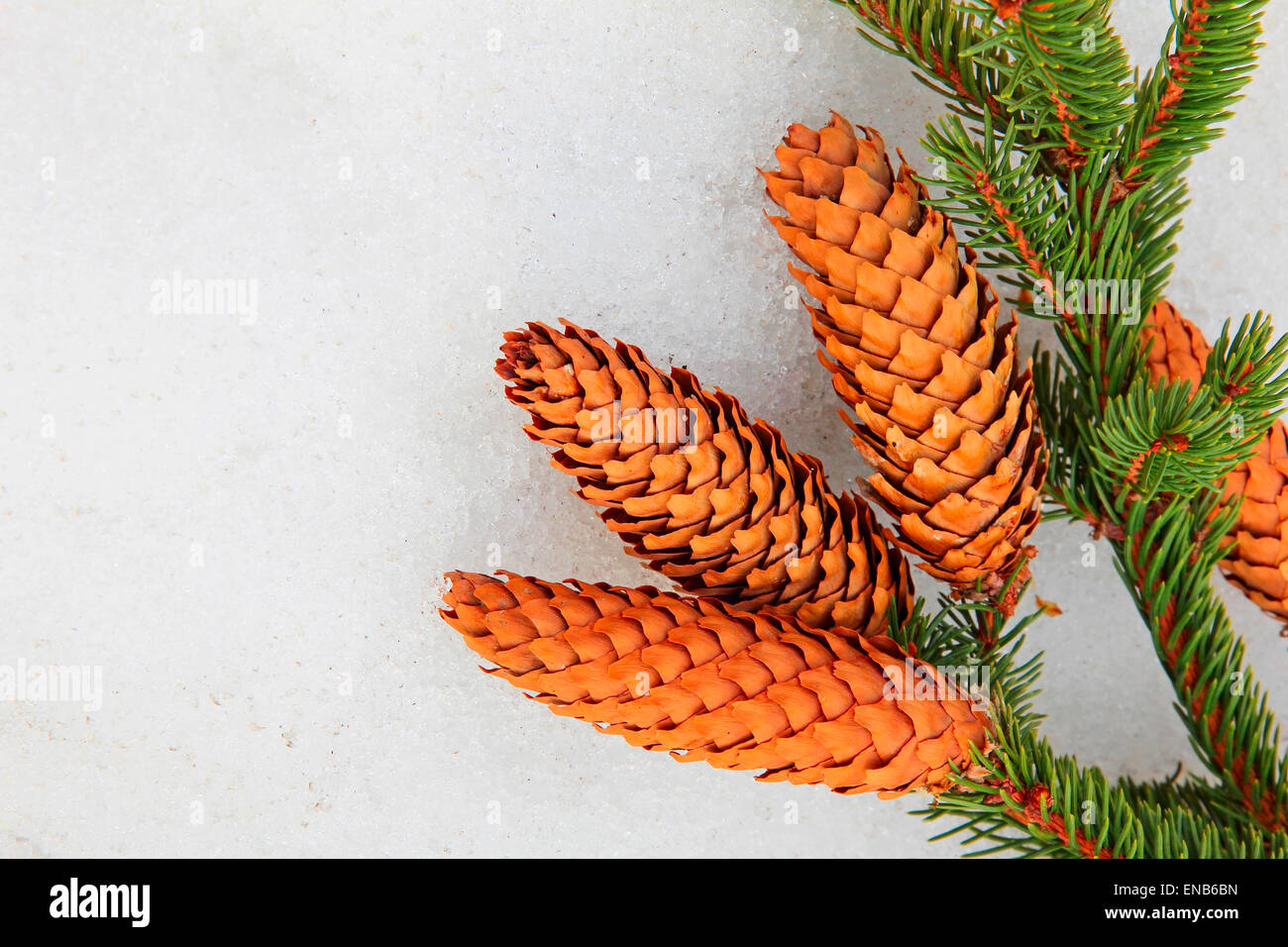 Pine branch and fir cones on white snow. Stock Photo