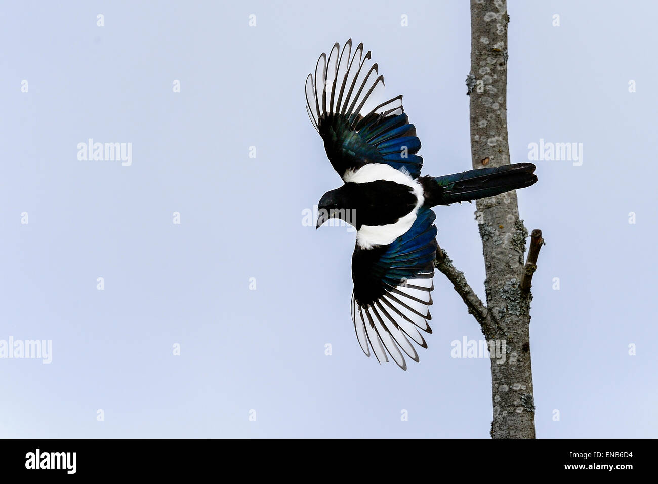 european magpie, pica pica Stock Photo