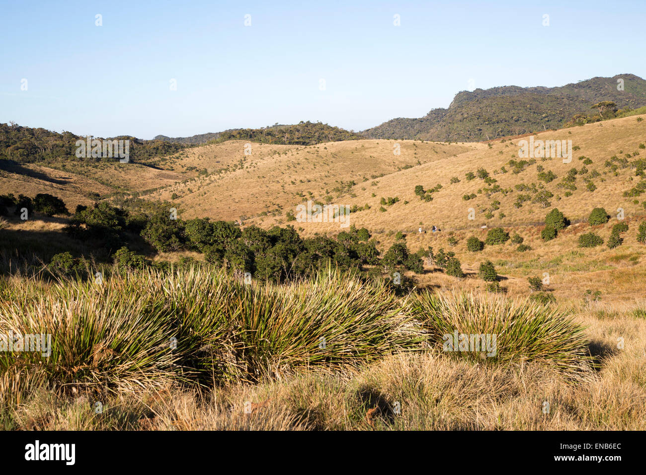 Montane Grassland High Resolution Stock Photography And Images Alamy