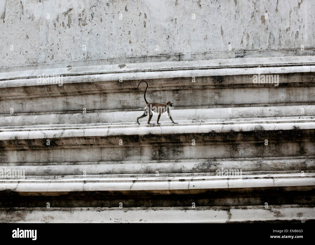 UNESCO World Heritage Site, the ancient city of Polonnaruwa, Sri Lanka, Asia - monkey on Kiri Vehera stupa walls Stock Photo