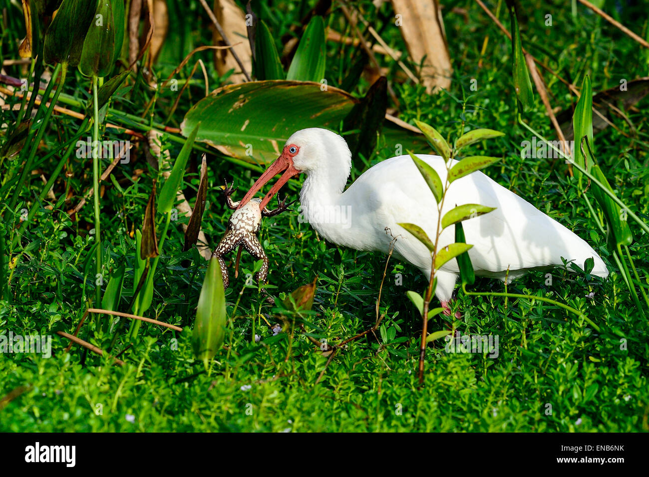 american white ibis Stock Photo