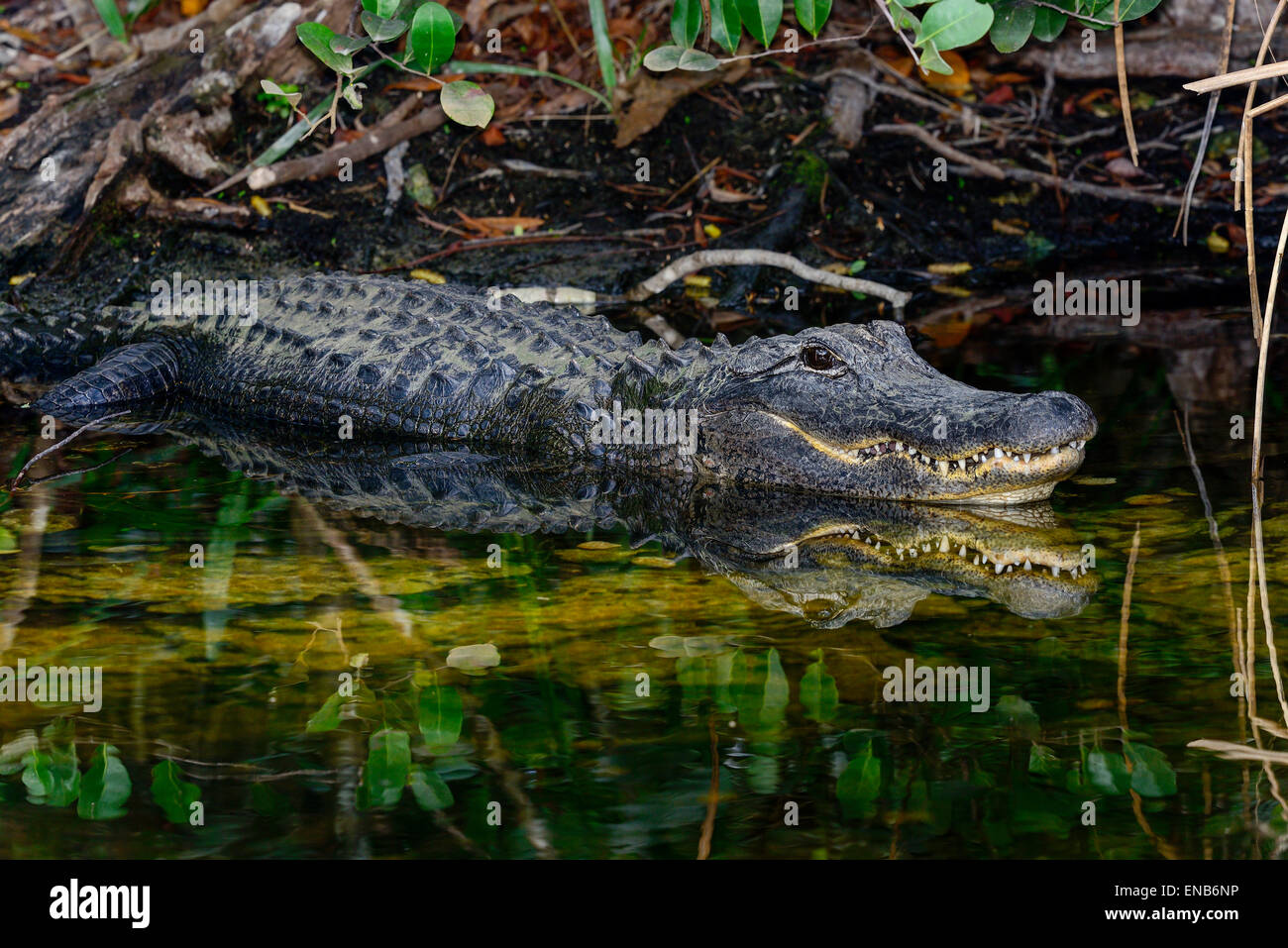 american alligator Stock Photo