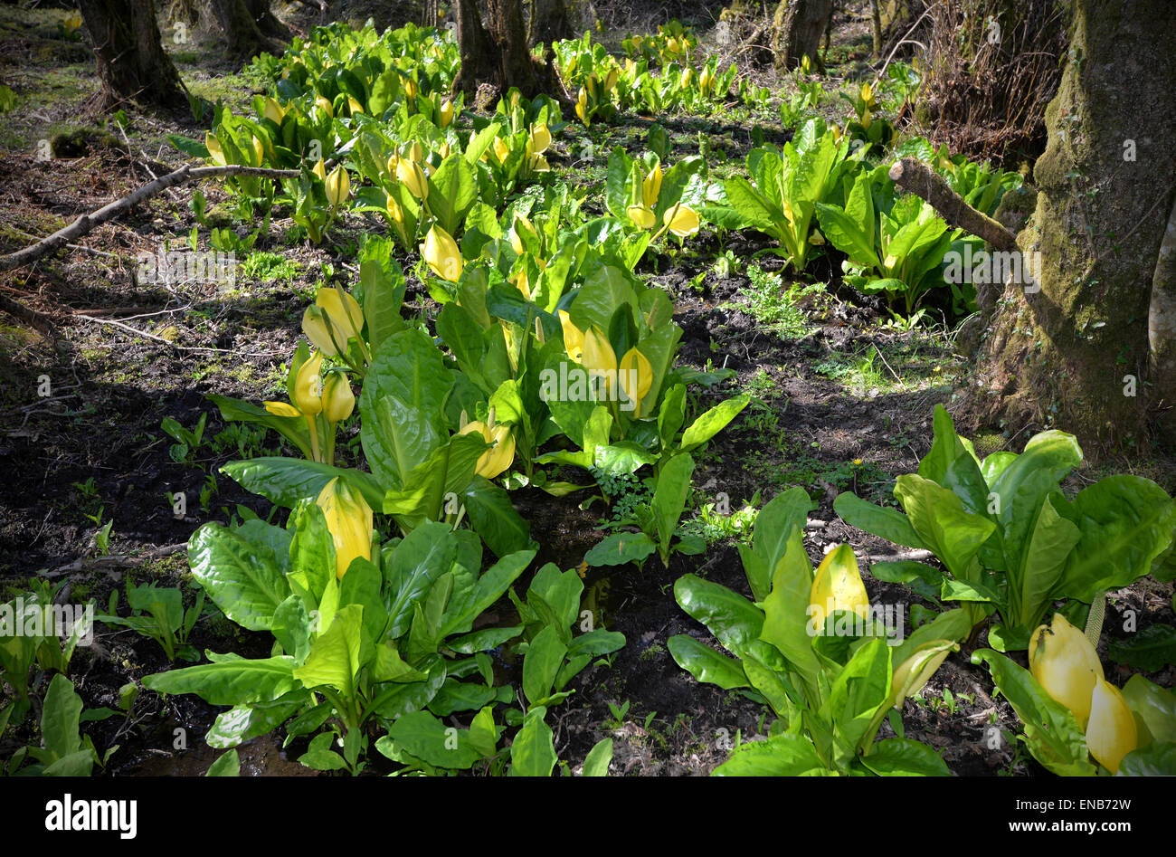 Yellow Skunk cabbage (Lysichiton Americanus) growing in a marshy area in South Devon, UK. Also known as American Skunk Cabbage. Stock Photo