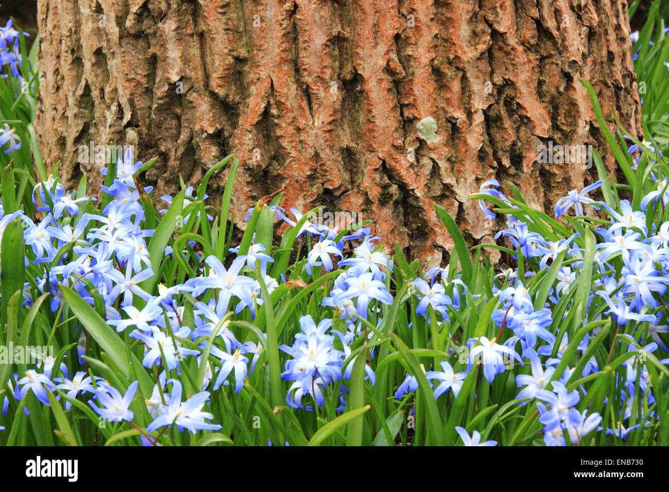 Blue and white windflower with walnut tree in background Stock Photo