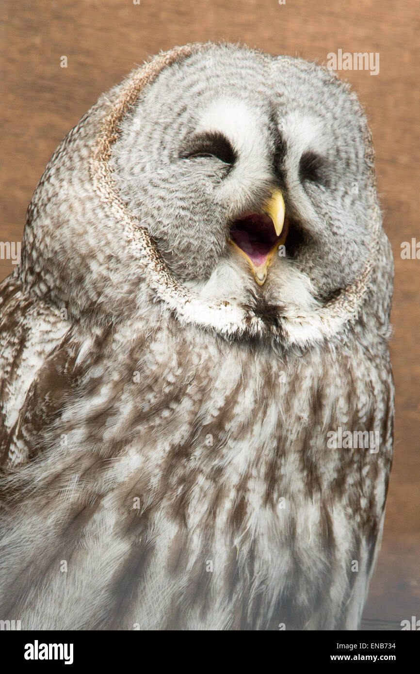 Laughing owl hires stock photography and images Alamy