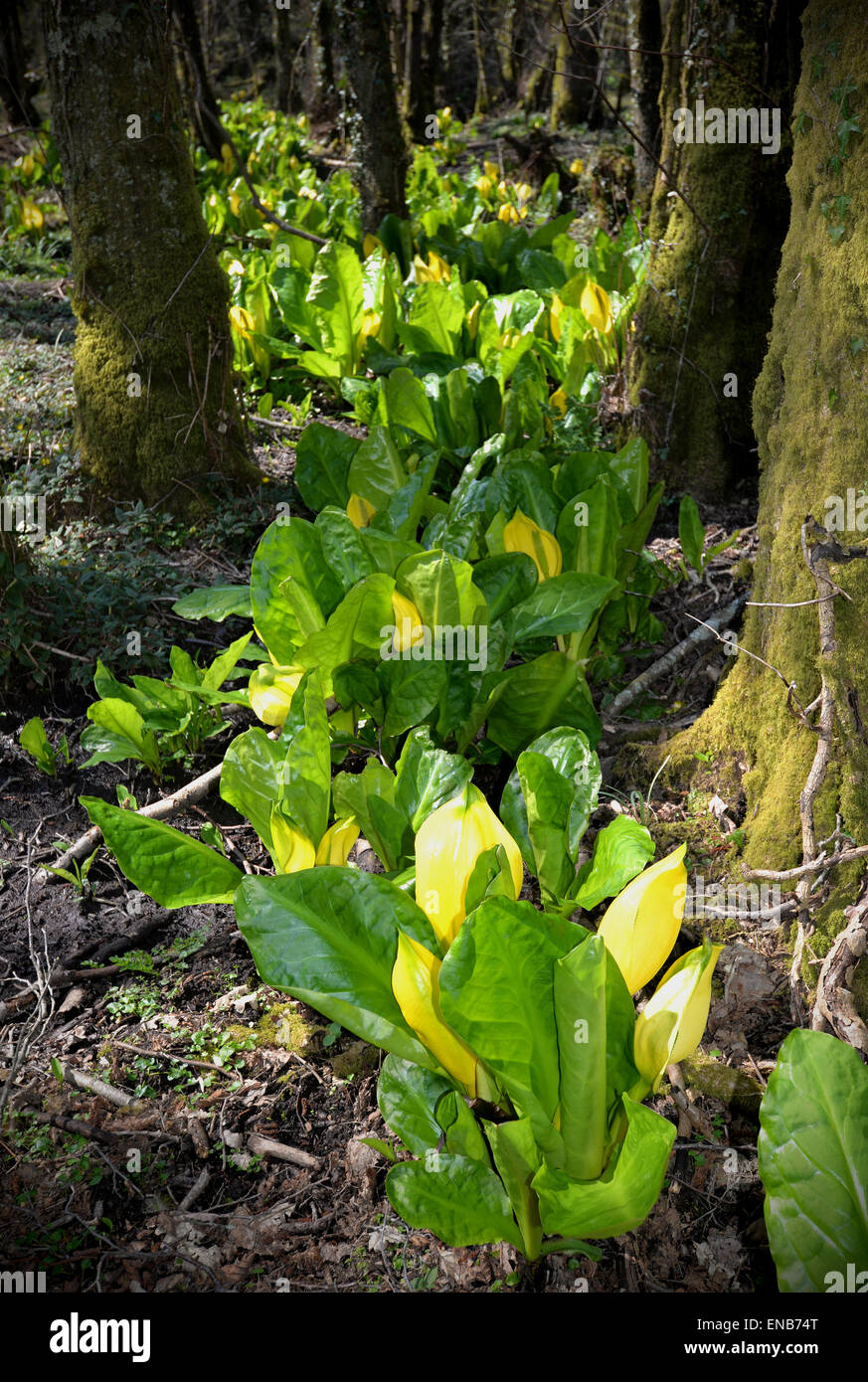 Yellow Skunk cabbage (Lysichiton Americanus) growing in a marshy area in South Devon, UK. Also known as American Skunk Cabbage. Stock Photo