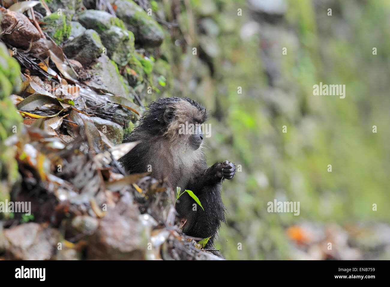 Endemic baby Lion tailed macaque or Macaca silenus at Valparai in Annamalai Hills Tamilnadu India Stock Photo