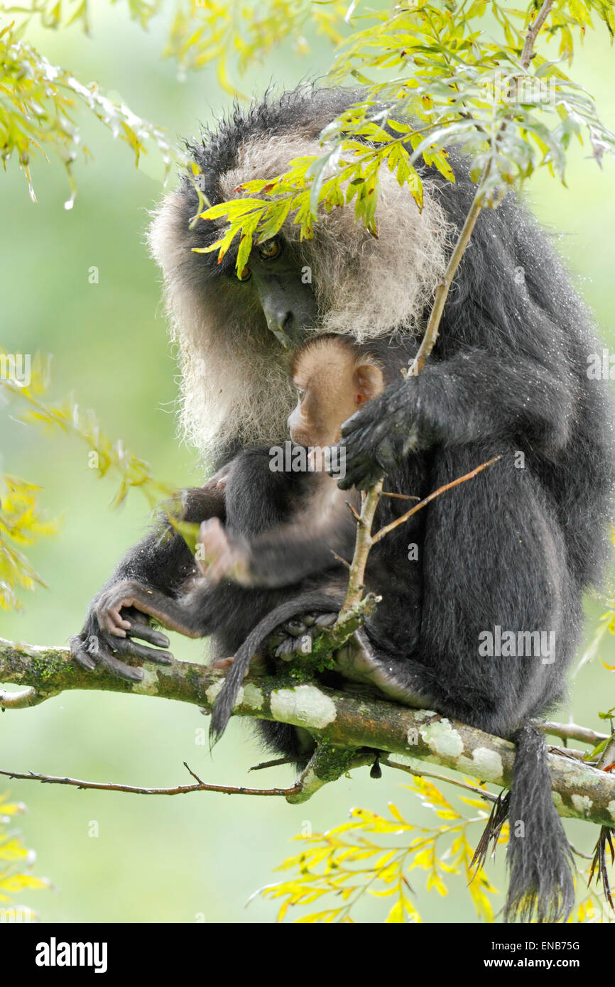 Endemic Lion tailed macaque or Macaca silenus at Valparai in Annamalai Hills Tamilnadu India along with her baby Stock Photo