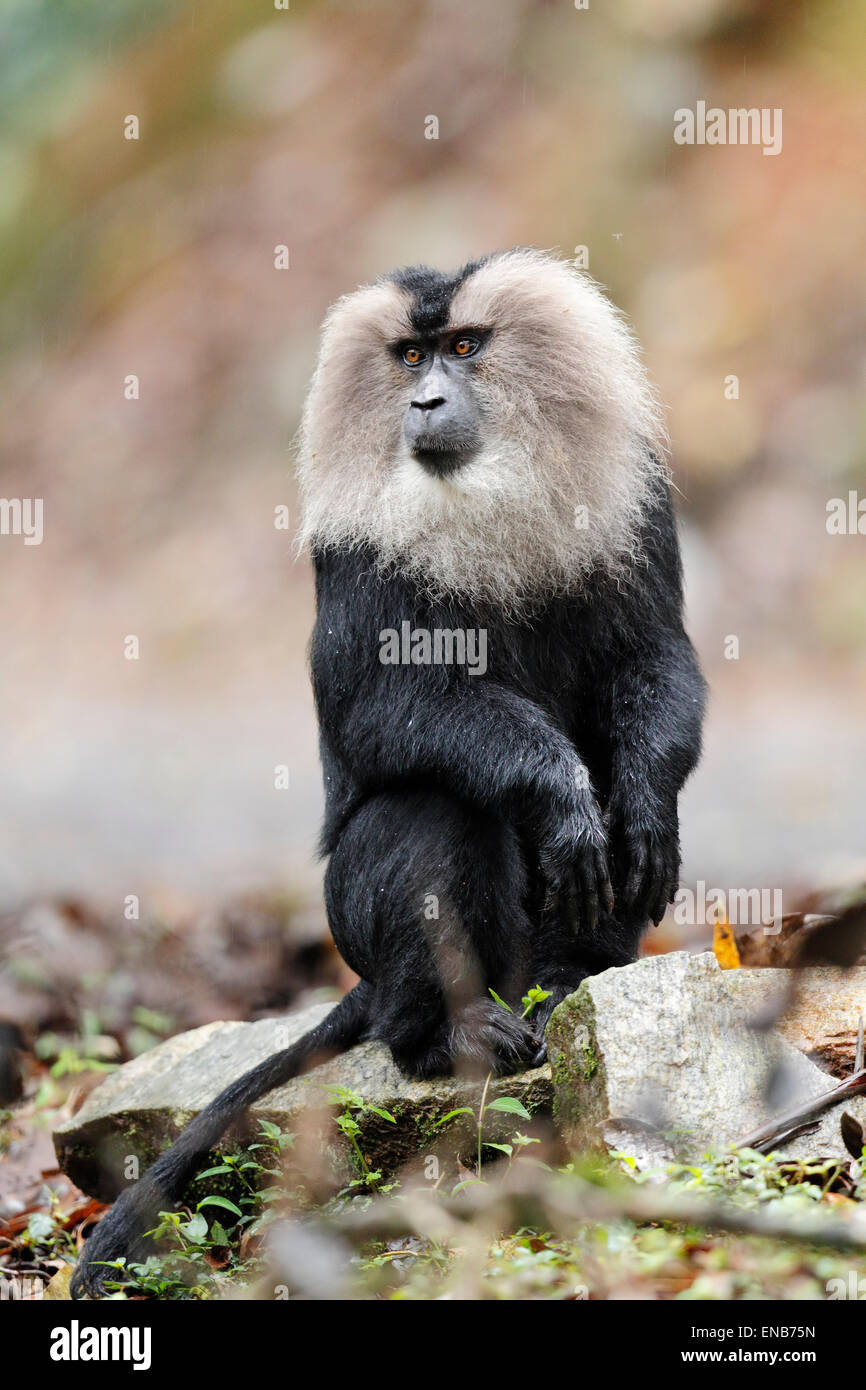 Endemic Lion tailed macaque or Macaca silenus at Valparai in Annamalai Hills Tamilnadu India Stock Photo