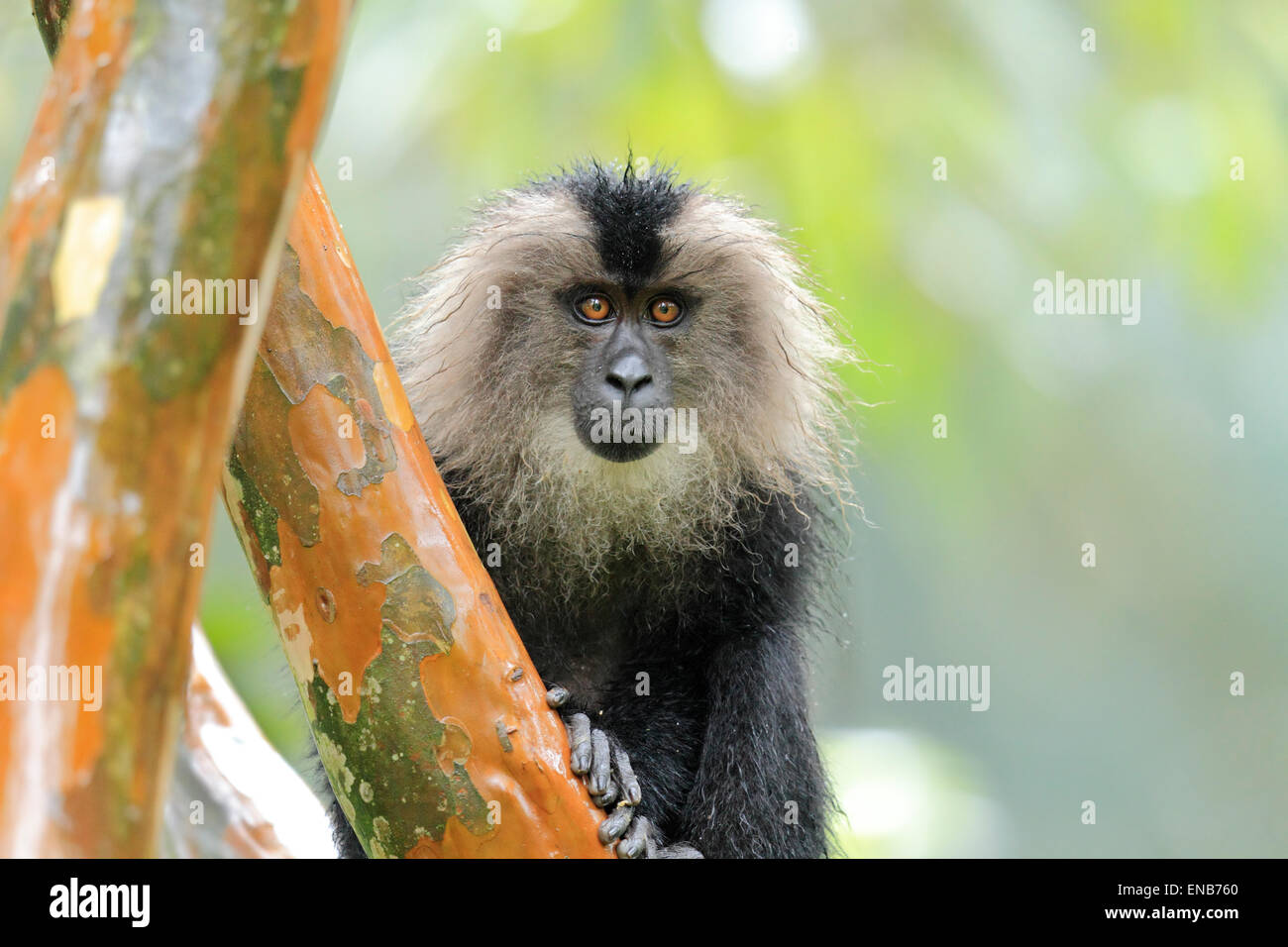 Endemic Lion tailed macaque or Macaca silenus at Valparai in Annamalai Hills Tamilnadu India Stock Photo