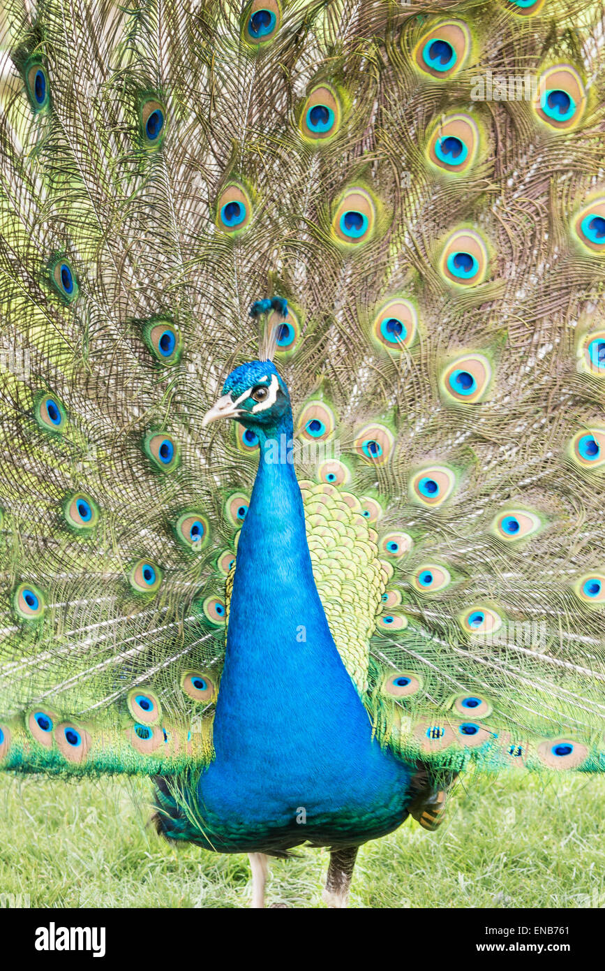 male peacock displays its colorful patterned feathers with pride and